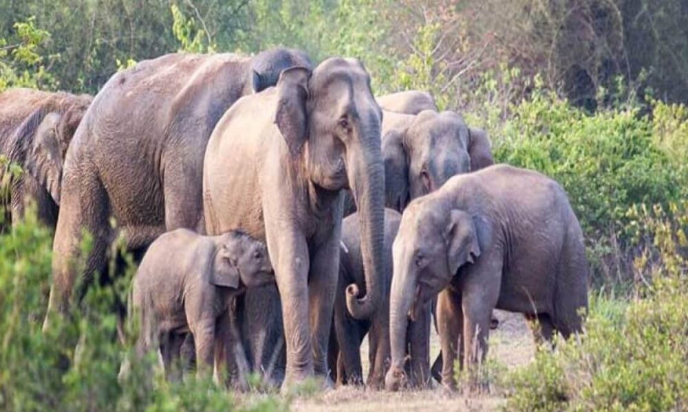 Chandaka Elephant Reserve-1