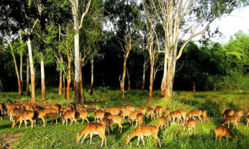 Kotagarh Wildlife Sanctuary