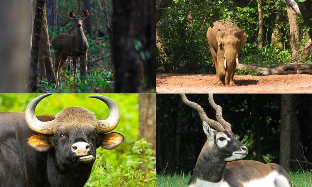 Lakhari Wildlife Sanctuary-1